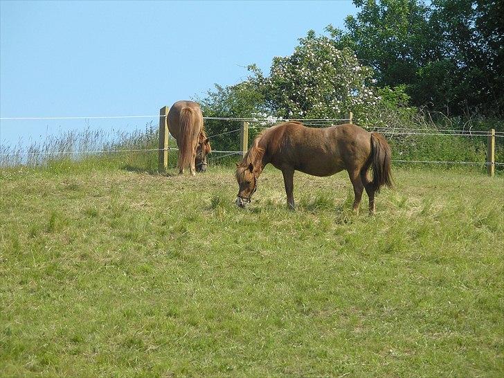Islænder Sigyn fra Madumsø - Foto: Mig billede 19