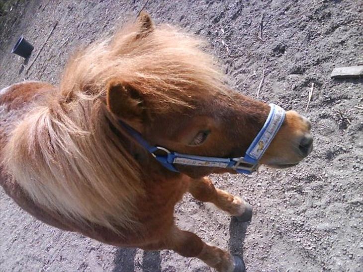 {{currentPhoto.altText}} billede {{currentPhoto.number}}