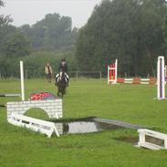 Welsh Mountain (sec A) Lollipop