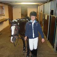 Welsh Mountain (sec A) Lollipop