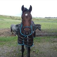 Anden særlig race Turbo Delight