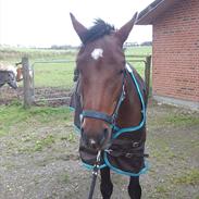 Anden særlig race Turbo Delight