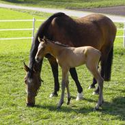 Dansk Varmblod Corleone H.