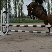 Dansk Varmblod Corleone H.