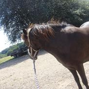 Islænder Una fra Overby<3 :b 