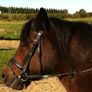 Welsh Pony (sec B) Cirkeline R.I.P