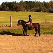 Welsh Pony (sec B) Cirkeline R.I.P