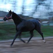 Oldenborg Almsgaards Oblate *SOLGT*