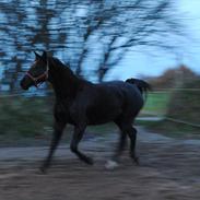 Oldenborg Almsgaards Oblate *SOLGT*