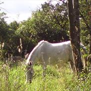 Anden særlig race Keegan