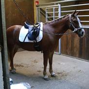 Anden særlig race Rocky