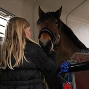 Anden særlig race Toffee