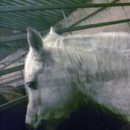 Anden særlig race Anna-bell <3 :D