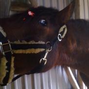 Anden særlig race Stenmøllegaards Comino