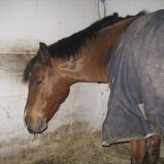 Anden særlig race Langbjergs Mocca