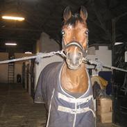 Anden særlig race Langbjergs Mocca