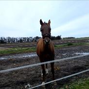 Welsh Cob (sec D) misty ( solgt:´-/ )