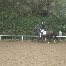 Welsh Mountain (sec A) Lollipop