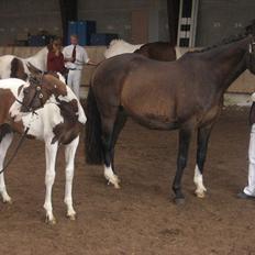 Dansk Varmblod Leonora "RIP"