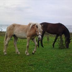 Haflinger Bella