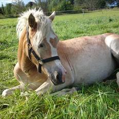 Haflinger Bella