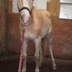 Haflinger Bella