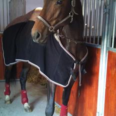 Dansk Varmblod Ildzjæl Firfod 