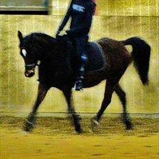 DSP Mon Cherie (SOLGT)