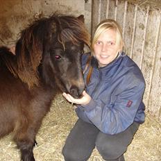 Shetlænder Annabell