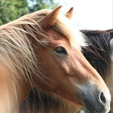 Islænder Sindri fra Teigar