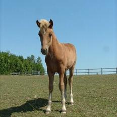 Islænder Sindri fra Teigar