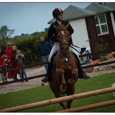 Hollandsk Sportspony Comm'S Forest Robinia