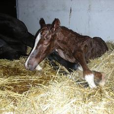 Dansk Varmblod Ellegaardens L'Etrineur