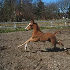 Anden særlig race Spangbogaard's Diamond