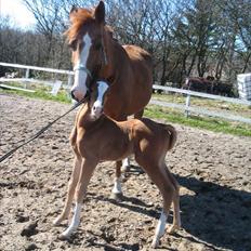 Anden særlig race Spangbogaard's Diamond