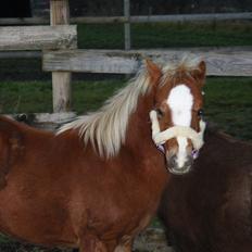 Welsh Mountain (sec A) Ellgaard´s Beta´Bam-Bam