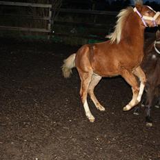 Welsh Mountain (sec A) Ellgaard´s Beta´Bam-Bam