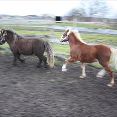 Welsh Mountain (sec A) Ellgaard´s Beta´Bam-Bam