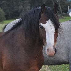 Welsh Pony (sec B) Bakkegårdens Lukas