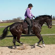 Dansk Varmblod Prins