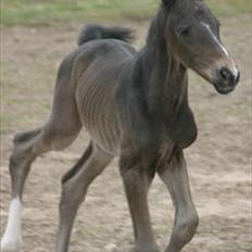 Dansk Varmblod Prins