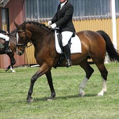 Dansk Varmblod Maycha