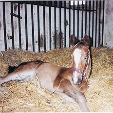 Dansk Varmblod Maycha