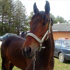 Anden særlig race Cassiopaia ¤Gammel Part¤