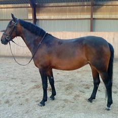 Anden særlig race Cassiopaia ¤Gammel Part¤