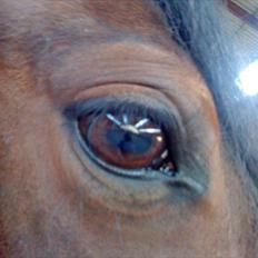 Anden særlig race Cassiopaia ¤Gammel Part¤