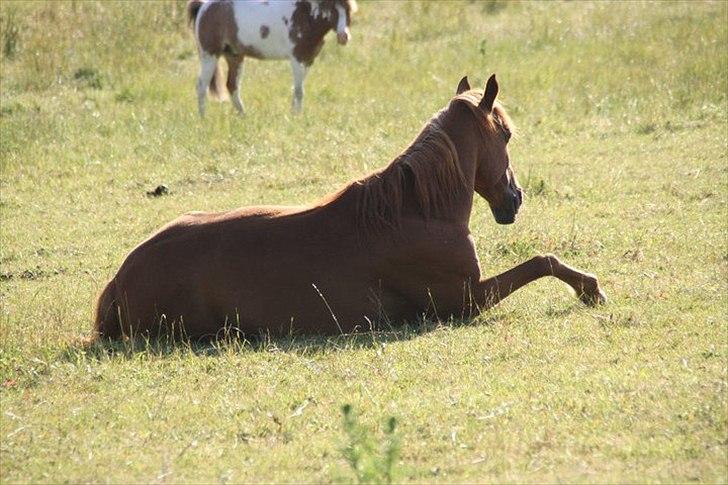 Anden særlig race Kalif (solgt) :'( - Nuuhr :) Taget af Camilla:) billede 19
