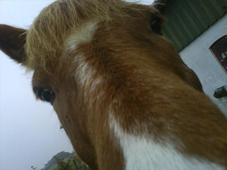 Islænder Sigyn fra Madumsø - Close up! Foto: Mig billede 20