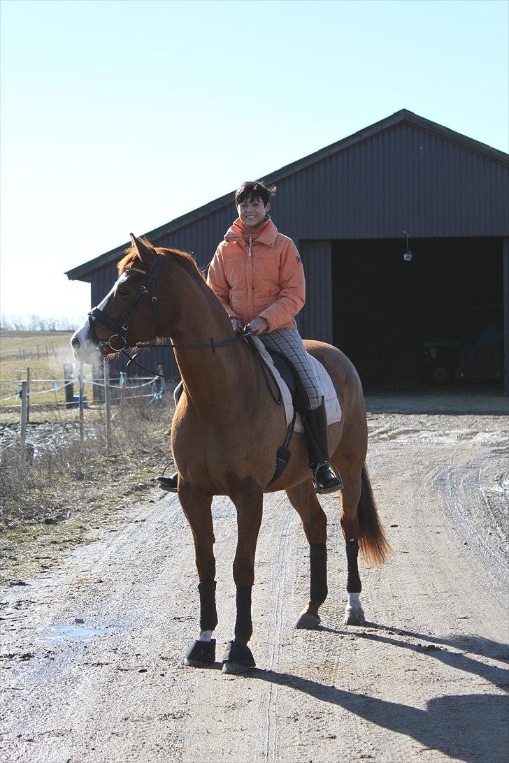 Hollandsk Varmblod Tessa - marts 2011 billede 9