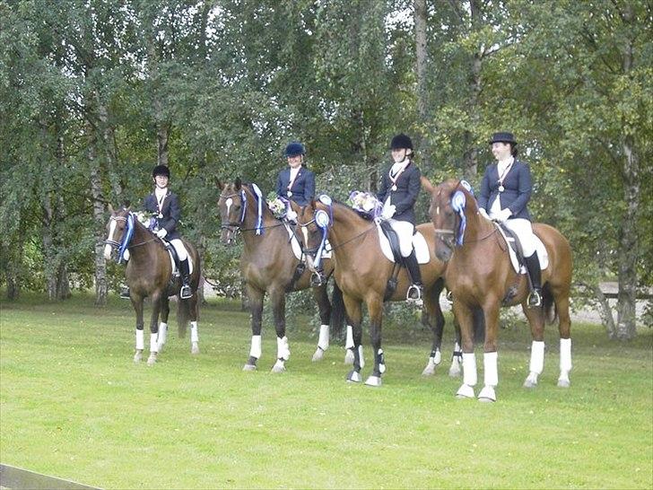 Dansk Varmblod Lathin billede 14